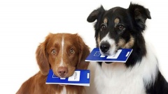 Ответственное содержание домашних животных - исключительная обязанность их владельцев