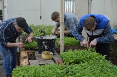 Город будет в цветах !